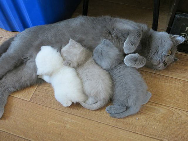 Серый кот с котятами