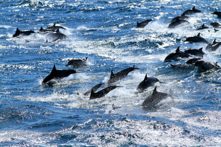 Сонник много дельфинов