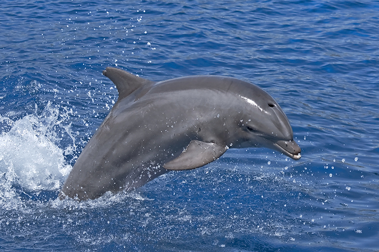 К чему приснился дельфин