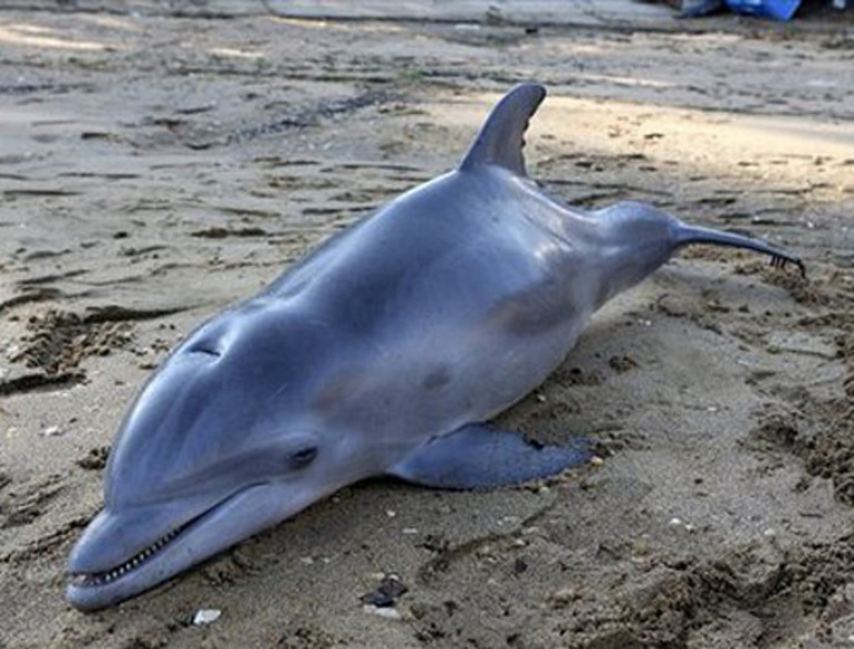 Сонник Мертвый дельфин