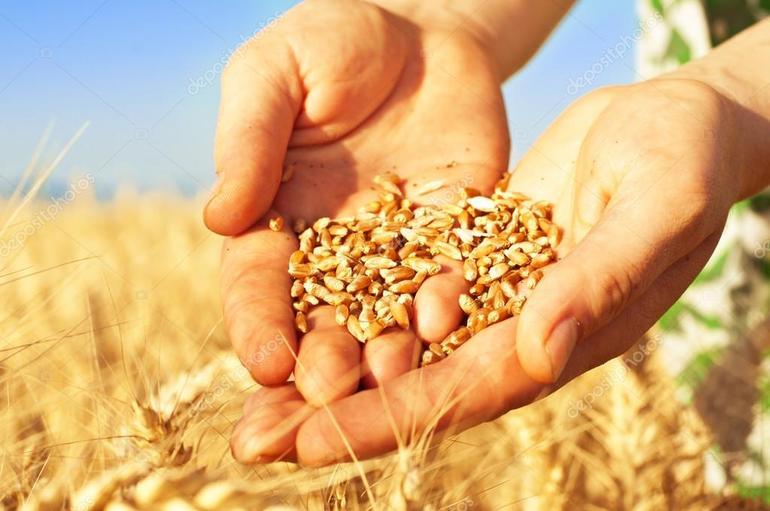 Держи пшеницу в руке
