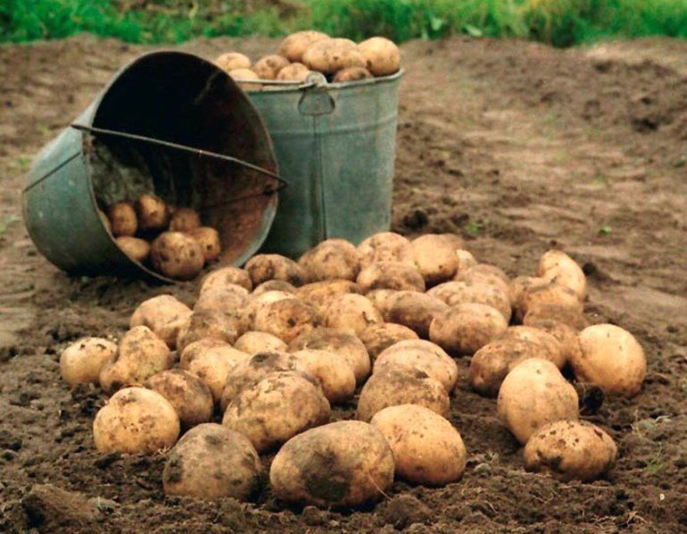 К чему снится сбор урожая картофеля