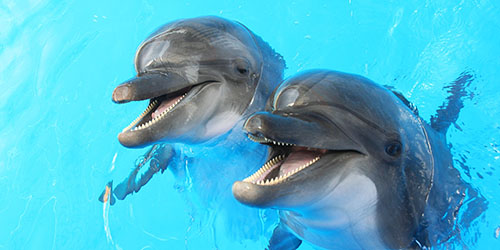 к чему снятся дельфины в воде