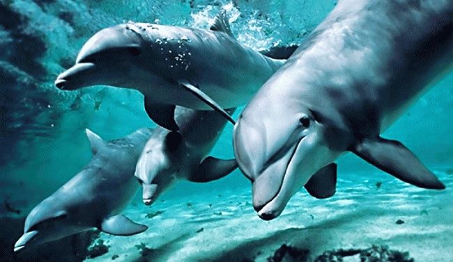 Дельфин в море - сонник для женщины