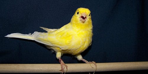желтая птица