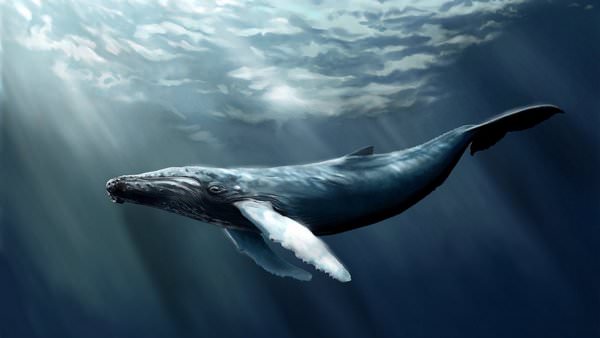 К чему снится кит: значения и толкования