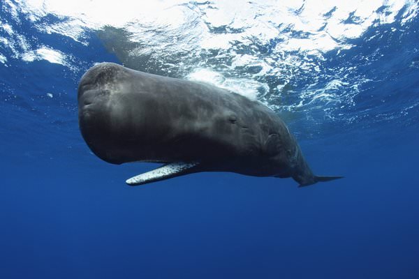 К чему снится кит: значения и толкования