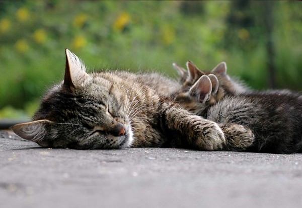 К чему снится кошка с котятами: быть тронутой или настороженной?