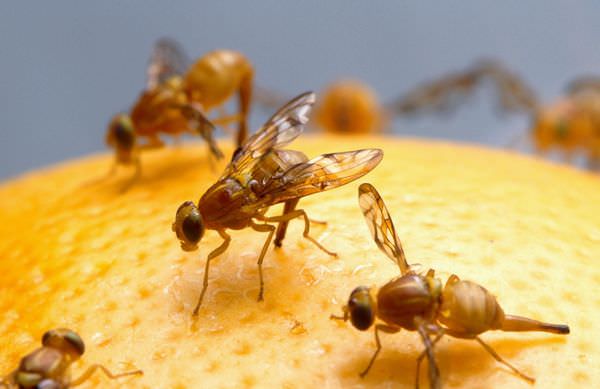К чему снятся мухи: значения в сонниках