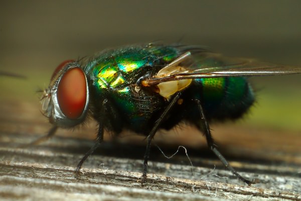 К чему снятся мухи: значения в сонниках