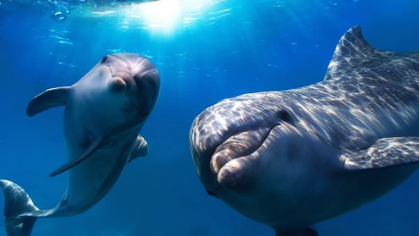 К чему снятся дельфины: стоит ли радоваться или грустить?