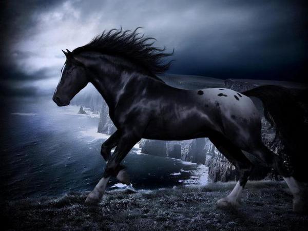 Черный конь на скале