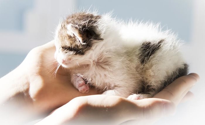 К чему снятся КОТЯТА - 37 толкований ❗ сна по сонникам: что значит заводить или топить маленьких, красивых кошек для женщины и мужчины