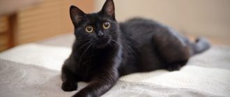 черная кошка в знаках дома