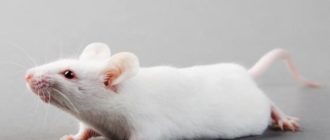 Белая и черная кошка во сне сонники