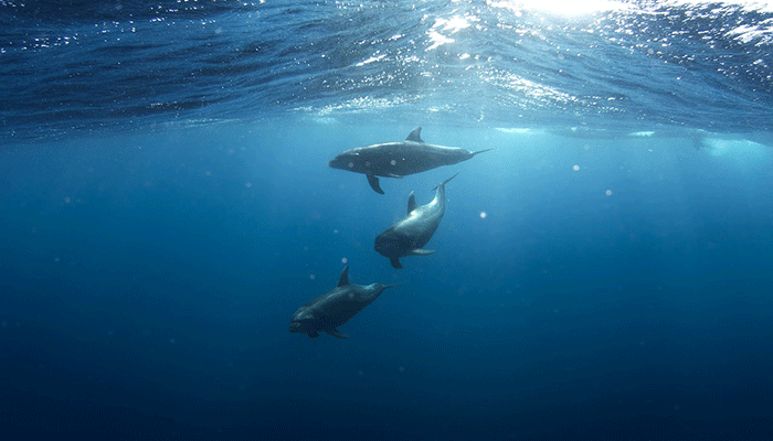 Все о дельфинах во сне - подробное толкование 3 самых популярных сонников