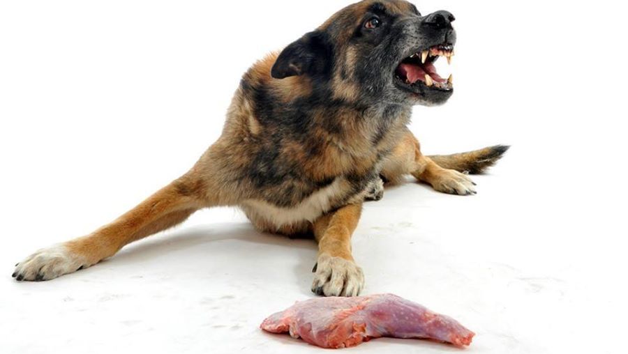 Сонник о злой собаке: к чему снится пес, который кидается, нападает и хочет укусить или кусает?
