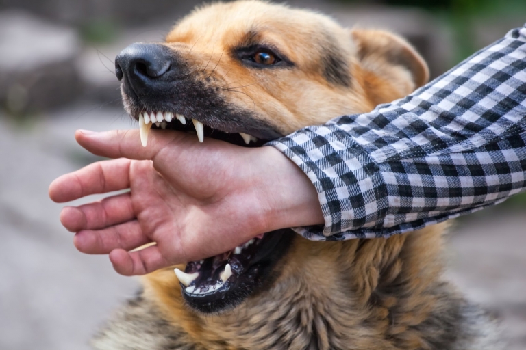 Сонник о злой собаке: к чему снится пес, который кидается, нападает и хочет укусить или кусает?