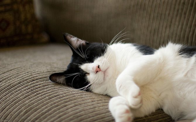 Белая и черная кошка во сне сонники