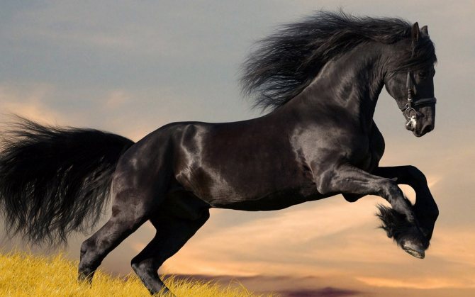 К чему снятся лошади: толкования по разным сонникам, женщине и мужчине, коричневые и других мастей
