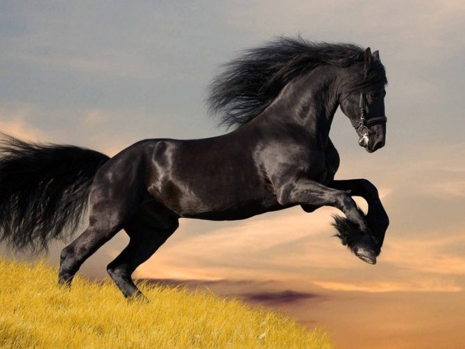 К чему снятся лошади: толкования по разным сонникам, женщине и мужчине, коричневые и других мастей