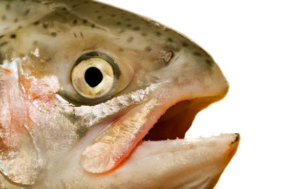 К чему снится копченая рыба: хочется чего-нибудь вкусненького?