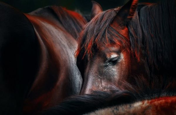 К чему женщине снится лошадь? Сонник черный или белый конь
