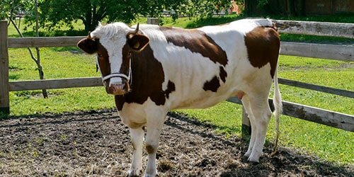 к чему снится гнать корову во дворе