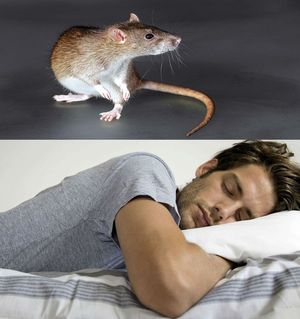 поймать мышку во сне