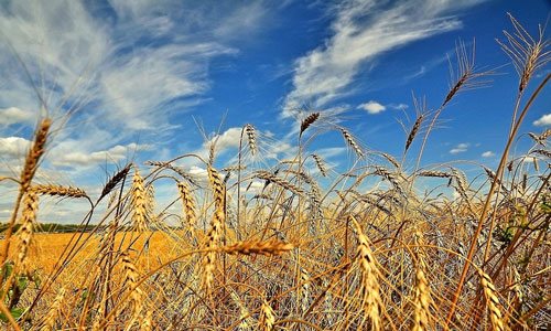 Что делать, если приснилось поле пшеницы: трактовка сна для мужчин и женщин по популярным сонникам